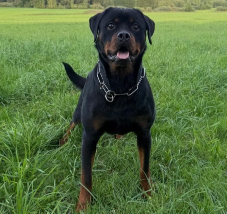 Magnus von der Fehnkolonie